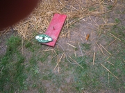 PROVINS 2008